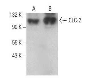 CLC-2 Antibody (D-6) - Western Blotting - Image 379571 