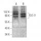 CLC-3 Antibody (H-4) - Western Blotting - Image 373410 