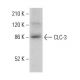 CLC-3 Antibody (H-4) - Western Blotting - Image 380192