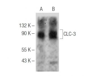 western blotting image from recommended CLC-3 (H-4) monoclonal antibody replacement. Image 285157