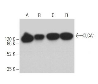 CLCA1 Antibody (E-4): sc-271156