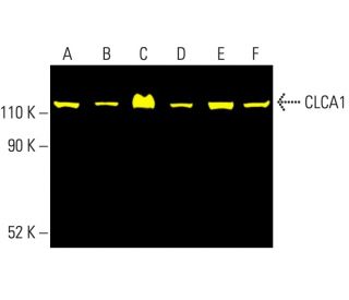 CLCA1 Antibody (E-4) - Western Blotting - Image 404172 