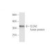 CLCA2 Antibody (1D5) - Western Blotting - Image 349006