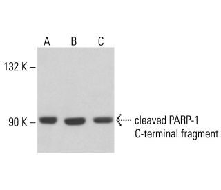 PARP1 Antibody (194C1439) - Western Blotting - Image 17083 