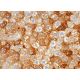 cleaved Thrombin APII Antibody (G-1) - Immunohistochemistry - Image 383503 