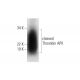 cleaved Thrombin APII Antibody (G-1) - Western Blotting - Image 300476 