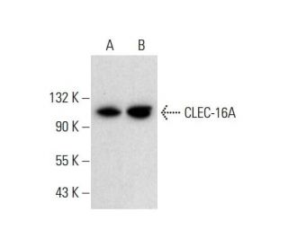 CLEC-16A Antibody (H-4) - Western Blotting - Image 305714 