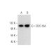 CLEC-16A Antibody (H-4) - Western Blotting - Image 305714 