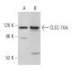 CLEC-16A Antibody (H-4) - Western Blotting - Image 366343