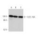 CLEC-16A Antibody (H-4) - Western Blotting - Image 366346 