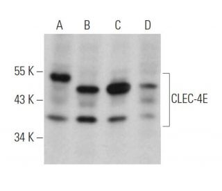 CLEC-4E Antibody (B-7) - Western Blotting - Image 363995 