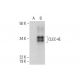 CLEC-4E Antibody (E-5) - Western Blotting - Image 289938 