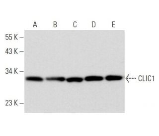 CLIC1 Antibody (B-5) - Western Blotting - Image 356854 