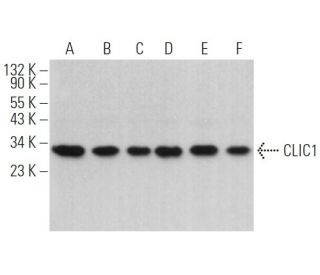CLIC1 Antibody (F-9) - Western Blotting - Image 363792