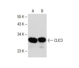 CLIC3 Antibody (D-11) - Western Blotting - Image 285151 