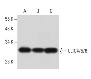 CLIC4/5/6 Antibody (A-11) - Western Blotting - Image 356842 