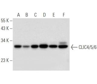 CLIC4/5/6 Antibody (F-12) - Western Blotting - Image 308465 