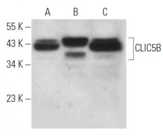 CLIC5B Antibody (D-10) - Western Blotting - Image 314188