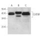 CLIC5B Antibody (D-10) - Western Blotting - Image 314188