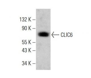 CLIC6 Antibody (E-11) - Western Blotting - Image 384342 