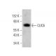 CLIC6 Antibody (E-11) - Western Blotting - Image 384342 