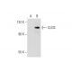CLIC6 Antibody (H-5) - Western Blotting - Image 143601