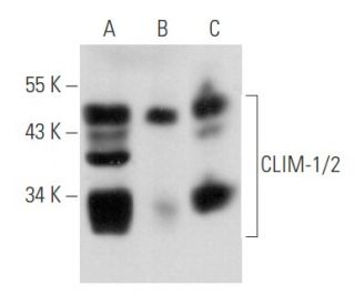 CLIM-1/2 Antibody (A-3) - Western Blotting - Image 356703 