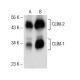 CLIM-1/2 Antibody (A-6) - Western Blotting - Image 151743 