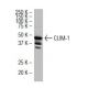 CLIM-1 Antibody (Q7) - Western Blotting - Image 34452 