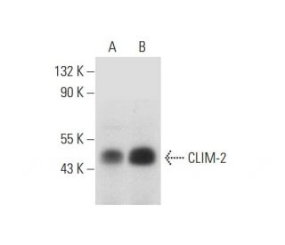 CLIM-2 Antibody (A-4) - Western Blotting - Image 314595 