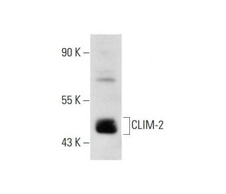 CLIM-2 Antibody (C-3) - Western Blotting - Image 144958 