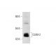CLIM-2 Antibody (C-3) - Western Blotting - Image 144958 