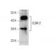 CLIM-2 Antibody (C-3) - Western Blotting - Image 156240