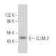 CLIM-2 Antibody (C-3) - Western Blotting - Image 357094 