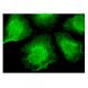 CLIM-2 Antibody (C-9) - Immunofluorescence - Image 152330 