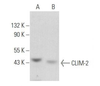 CLIM-2 Antibody (F-11) - Western Blotting - Image 357095 