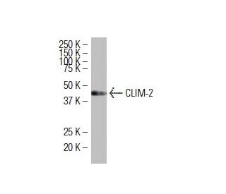 CLIM-2 Antibody (L15) - Western Blotting - Image 34453