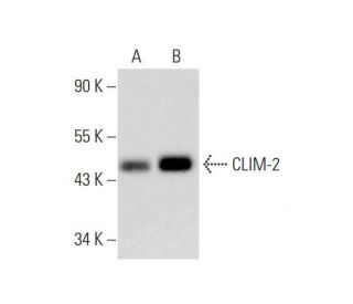 western blotting image from recommended CLIM-2 (C-9) monoclonal antibody replacement. Image 143594
