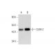 western blotting image from recommended CLIM-2 (C-9) monoclonal antibody replacement. Image 143594
