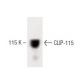 CLIP-115 Antibody (14) - Western Blotting - Image 60268 