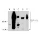 CLIP-115 Antibody (14) - Western Blotting - Image 281988 