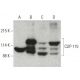 CLIP-115 Antibody (14) - Western Blotting - Image 396390