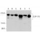 western blotting image from recommended CLIP-170 (F-3) monoclonal antibody replacement. Image 384264