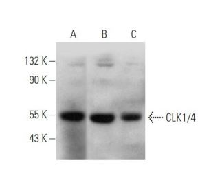 CLK1/4 Antibody (A-4) - Western Blotting - Image 345894 