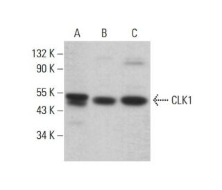 CLK1 Antibody (F-12) - Western Blotting - Image 382624
