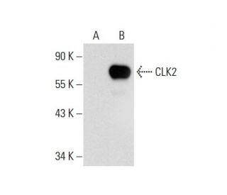 CLK2 Antibody (F-4) - Western Blotting - Image 299228SAM Transcription Activation: SAM system utilizing dCas9-VP64, MS2-P65-HSF1, and sgRNA for precise gene transcription activation.
