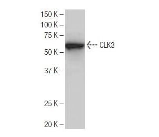 CLK3 Antibody (4F12) - Western Blotting - Image 64894 
