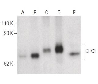 CLK3 Antibody (D-10) - Western Blotting - Image 399642 