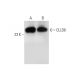 CLLD6 Antibody (A-6) - Western Blotting - Image 323786 