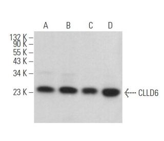 CLLD6 Antibody (A-6) - Western Blotting - Image 372800 